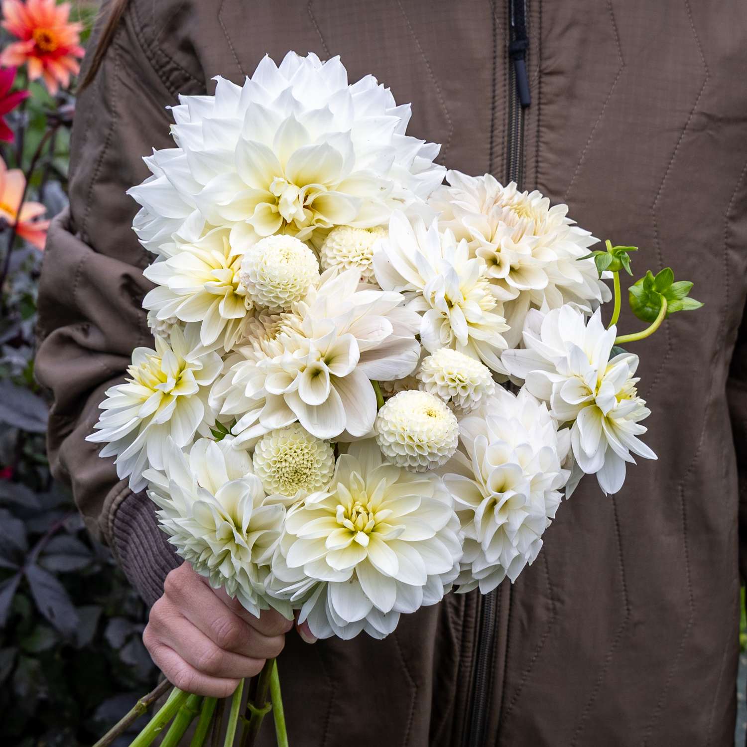 Dahliamix 'White Favorites'